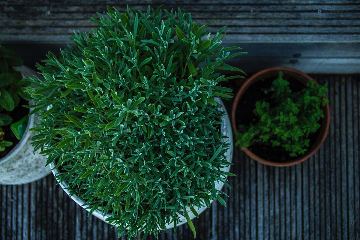 plant green potted plant green